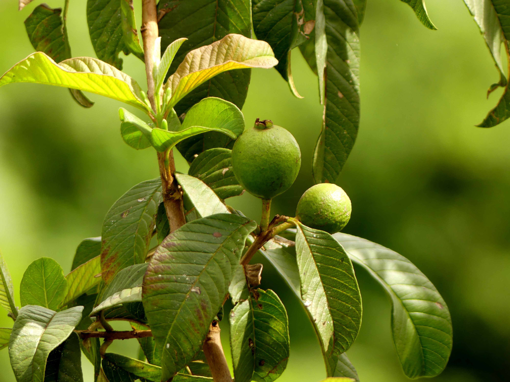 Giới thiệu sản phẩm